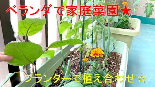 プランター、植え合わせ