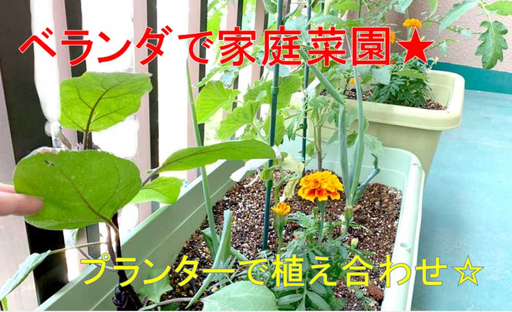 プランター、植え合わせ